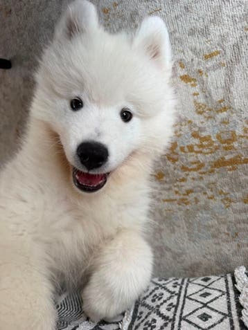 Lief co baasje gezocht voor Samojeed pup | Castricum