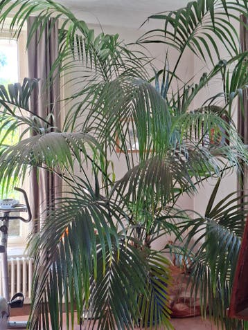 Grote, weelderige palmplant in blauwe pot