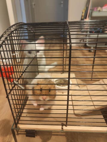 Hamster