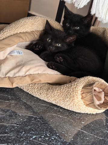 Kittens