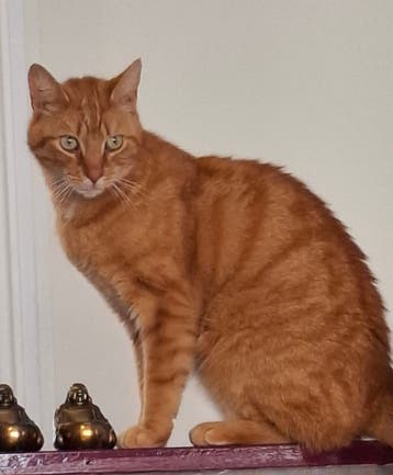 lieve rode kater