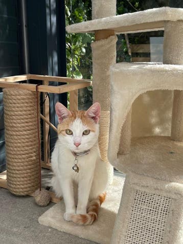 LIEVE POES!