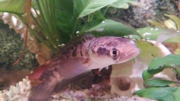 Snakehead fish