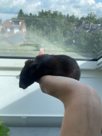 Zwarte vrouwelijke goudhamster