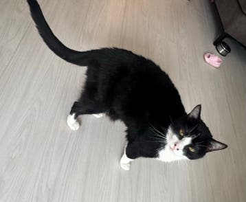 Lief thuis gezocht
