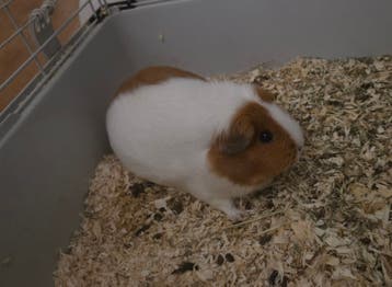 Gratis cavia inclusief kooi en toebehoren