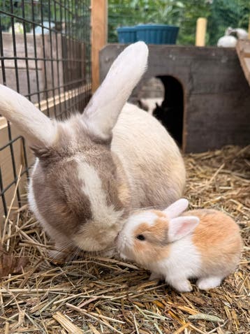 Baby konijntjes 10 weken oud