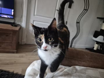 poes vermist