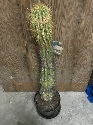 cactussen
