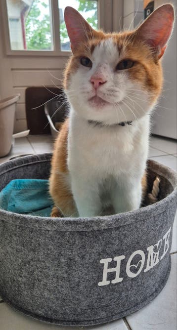 Lieve kater zoekt rustig huisje