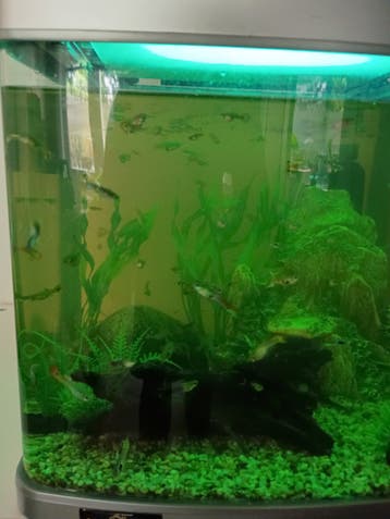 Verschillende maten guppies