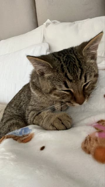 Sokoke mannetjes kat