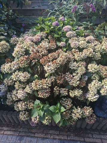 Tuinplanten