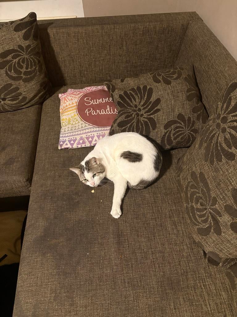 Poes Queen zoekt huisje