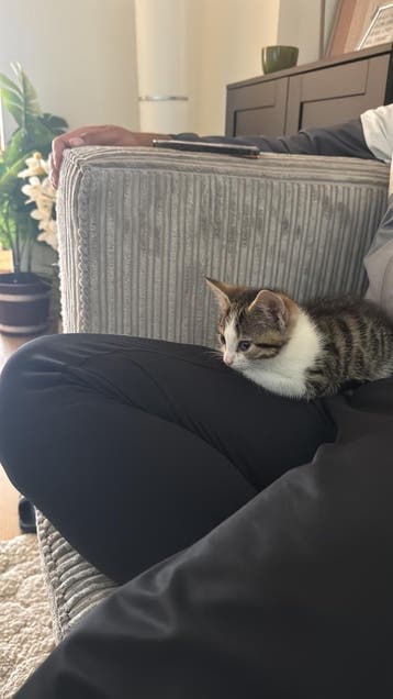Goed tehuis gezocht voor kat