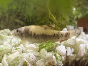 Gratis af te halen.. algeneter en aquarium