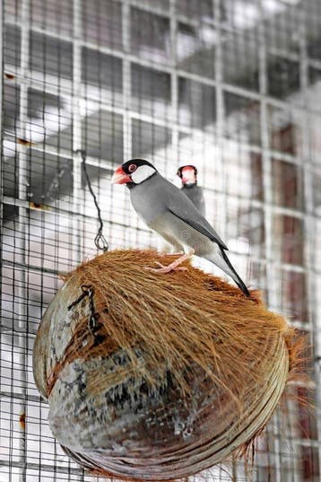 Vogels