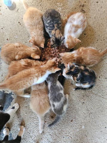 Kittens