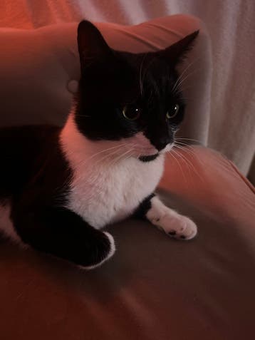 Gratis aanhankelijk katje