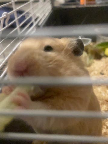 Coco is Looking for a New Home