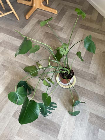 Monstera Plant