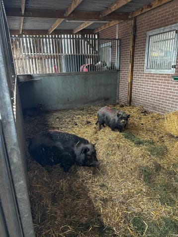 GRATIS : 2 zeug hangbuikzwijntjes