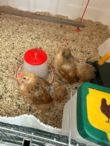 Gratis af te halen cochin mix haantjes