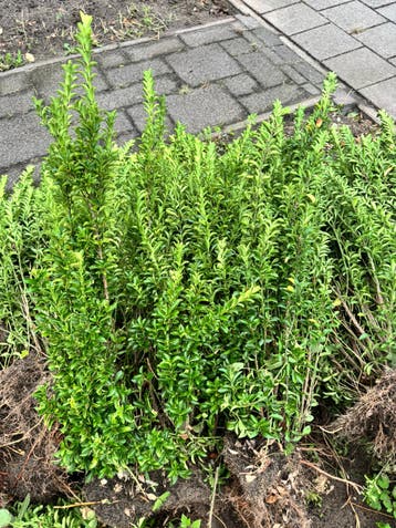 Gratis Buxus op te halen!