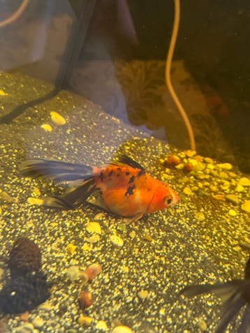 free goldfish