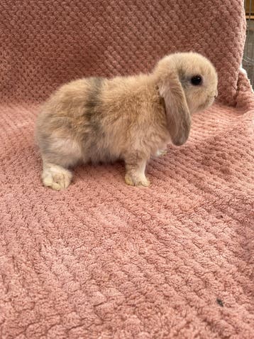 Baby konijntjes