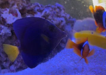 Zebrasoma Xanthurum (Purple Tang)