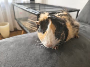 Lief mannetje cavia zoekt gouden mandje (gratis)