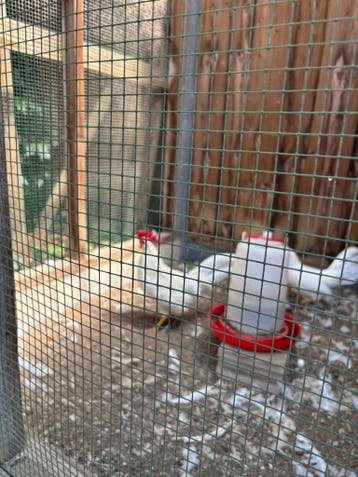 Leghorn kriel