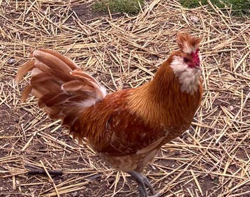 Haantje mooi en apart, 6 maanden oud