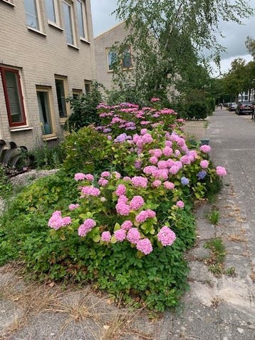 Hortensia's.