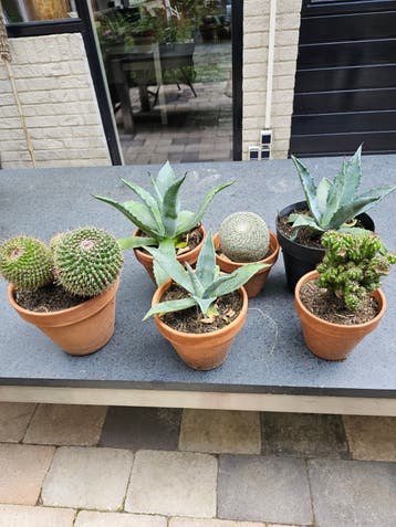 Gratis cactussen in pot