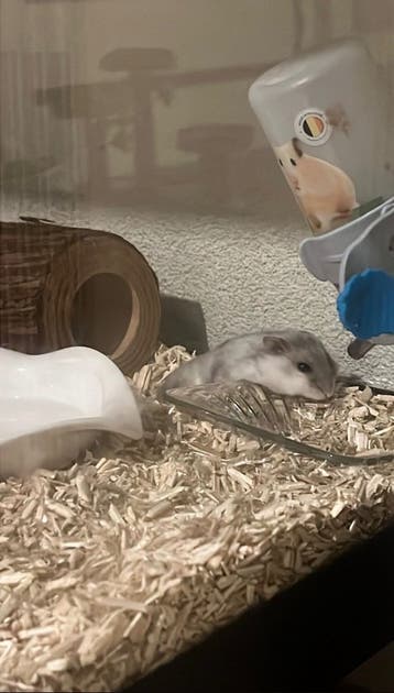 Gratis Hamster + spullen
