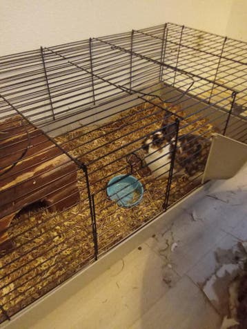 2 schattige konijnen