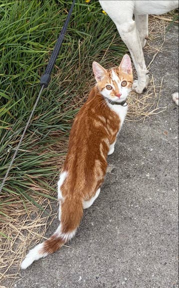 Vermiste rood witte poes - driebruggen