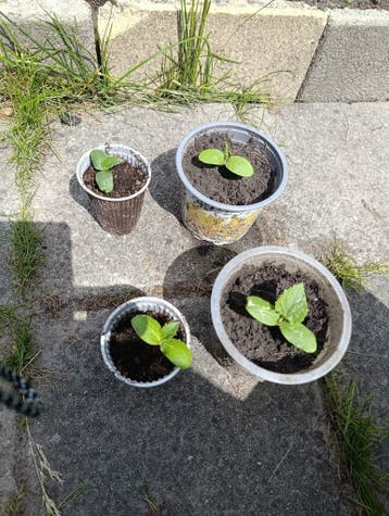 groente planten
