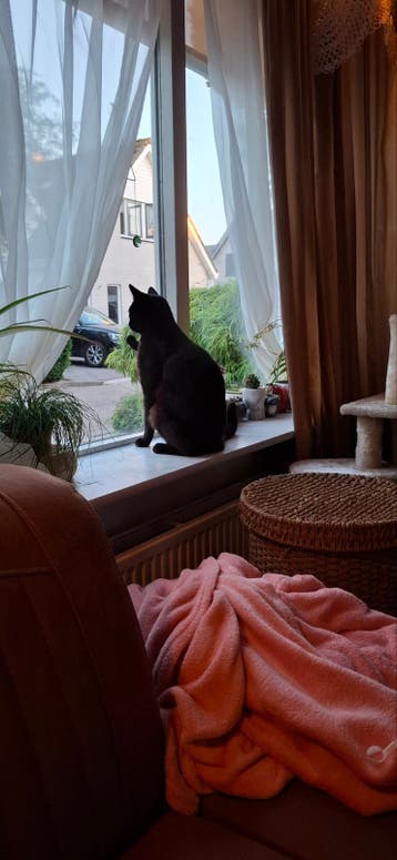 Wegens allergie lieve bruine kater