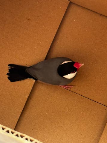 Gevonden vogel – Spijkenisse