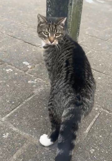 Liever kater 1 jaar
