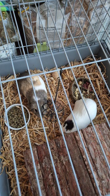 Twee cavia's zoeken een nieuw thuis (gratis)