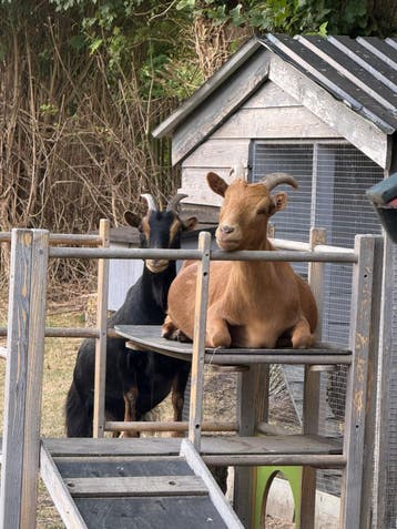 2 dwerggeitjes zoeken met spoed een nieuw, liefdevol thuis