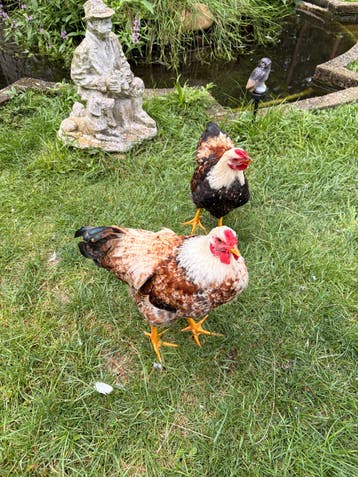 2 jonge haantjes gratis afhalen