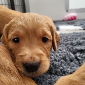 Word gastgezin voor een Golden Retriever puppy!