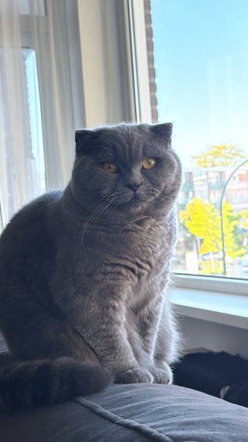 Nieuw lief huisje gezocht voor ons poes