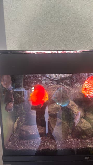 Gratis af te halen 8 discus vissen