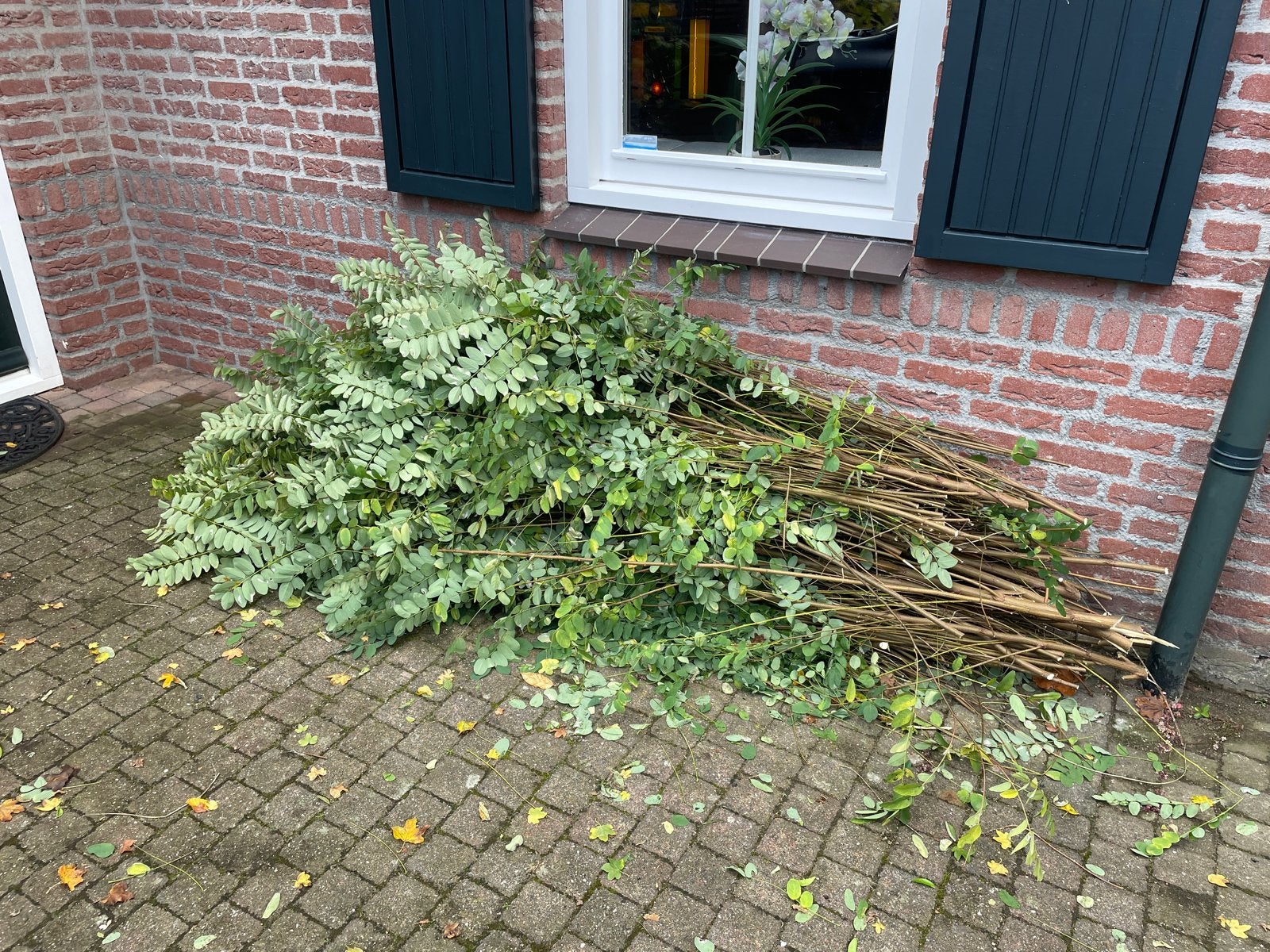 Gratis af te halen : Wilgentakken